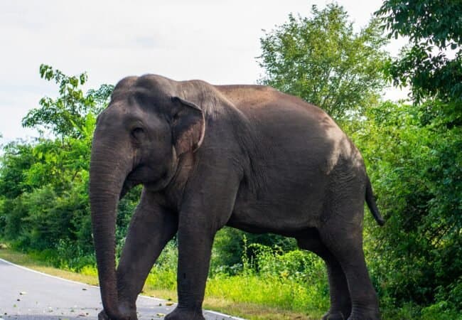 8-DAY COMPLETE SRI LANKA EXPERIENCE